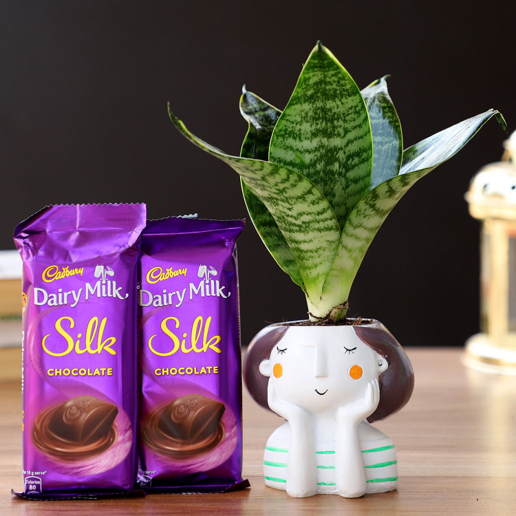 Snakeskin Sansevieria in Resin Pot & Silk Chocolates